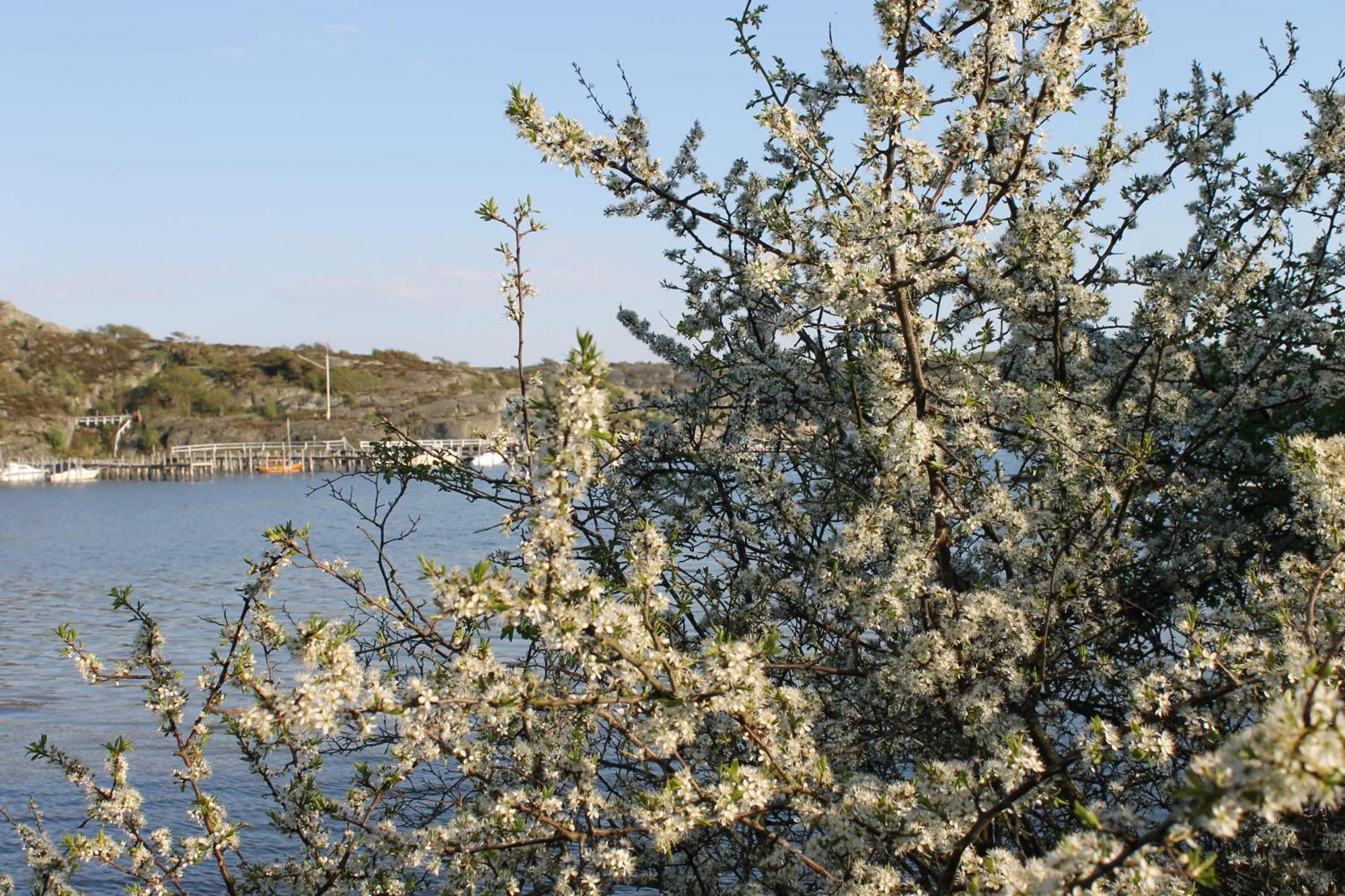 Tofta Herrgard Lycke Extérieur photo